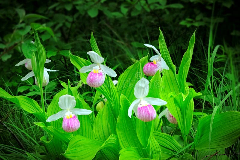 Showy Lady&x27;s-slipper - Cypripedium reginae - Minnesota State Flower in the wild