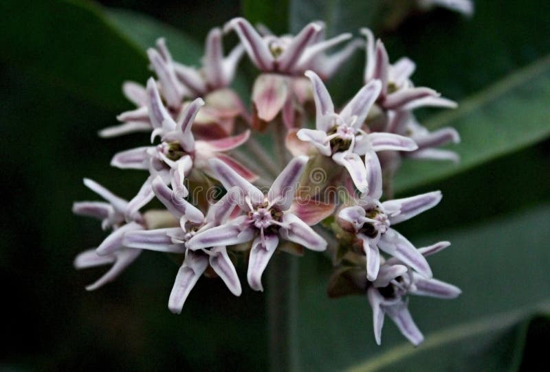 showy milkweed seedlings showy milkweed seedlings