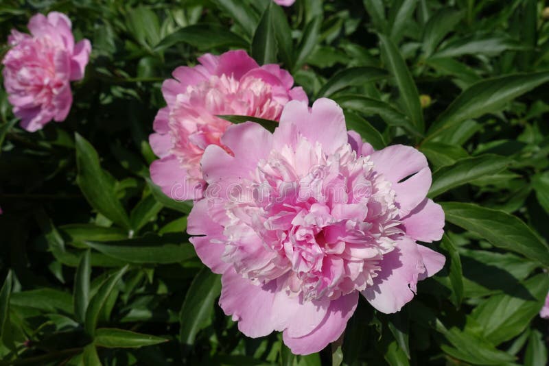 Showy Pink and White Flowers of Double Lilies Stock Photo Image of
