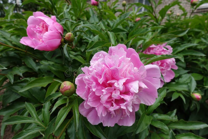 Showy Pink Flowers of Three Peonies in Mid May Stock Photo Image of