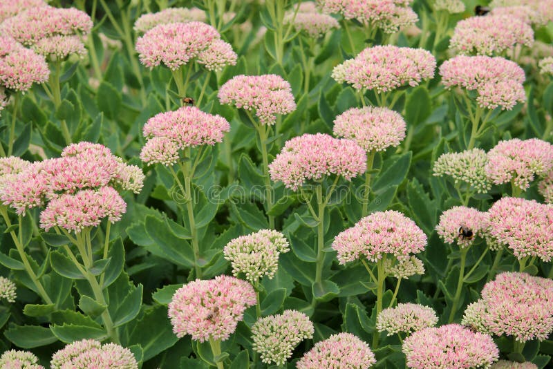 Showy stonecrop flowers or Sedum spectabile or Hylotelephium spectabile