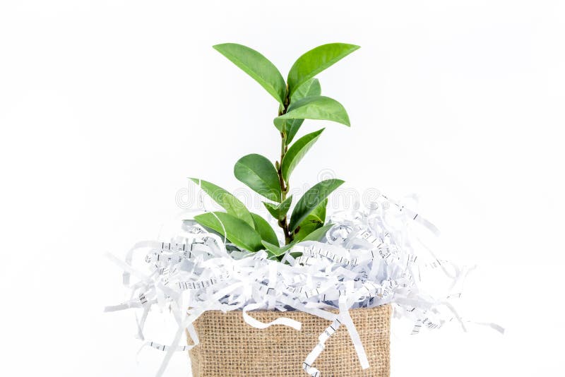 shredded paper waste with green leaf branch in burlap bag box on white background , eco friendly paperless concept