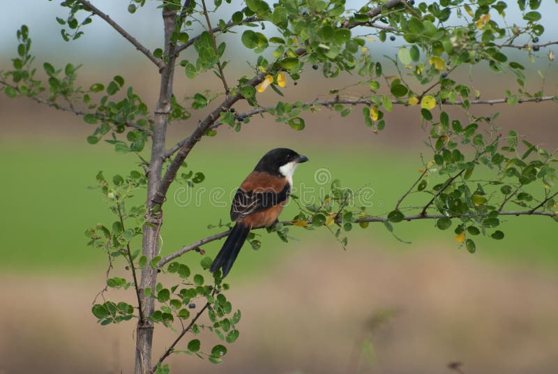 shrike που παρακολουθείται στοκ φωτογραφίες με δικαίωμα ελεύθερης χρήσης shrike που παρακολουθείται στοκ φωτογραφίες με δικαίωμα ελεύθερης χρήσης