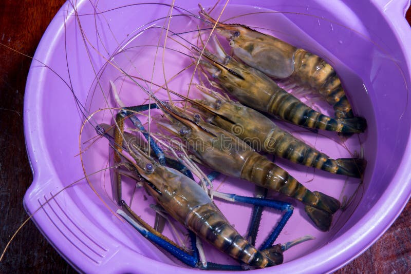 shrimp aquaculture, economic, sent out a large white shrimp. Is caught up with the children at least. shrimp aquaculture, royalty free stock photos shrimp aquaculture, economic, sent out a large white shrimp. Is caught up with the children at least. shrimp aquaculture, royalty free stock photos