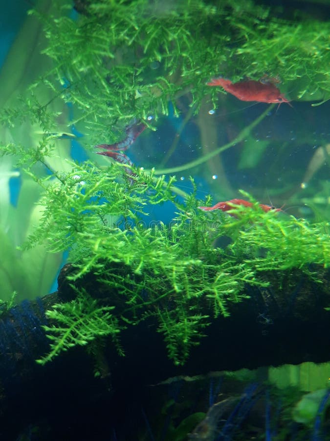 Shrimp aquarium setup stock photo. Image of shrim, fish 248654892