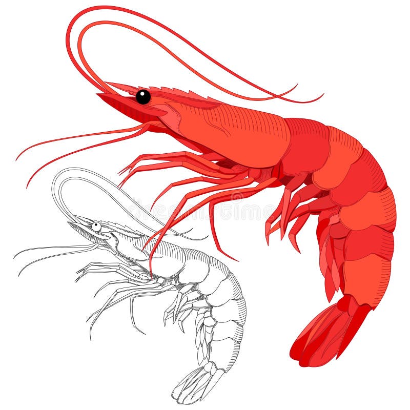 Shrimp Artwork. Color and Line Art Drawing Stock Illustration
