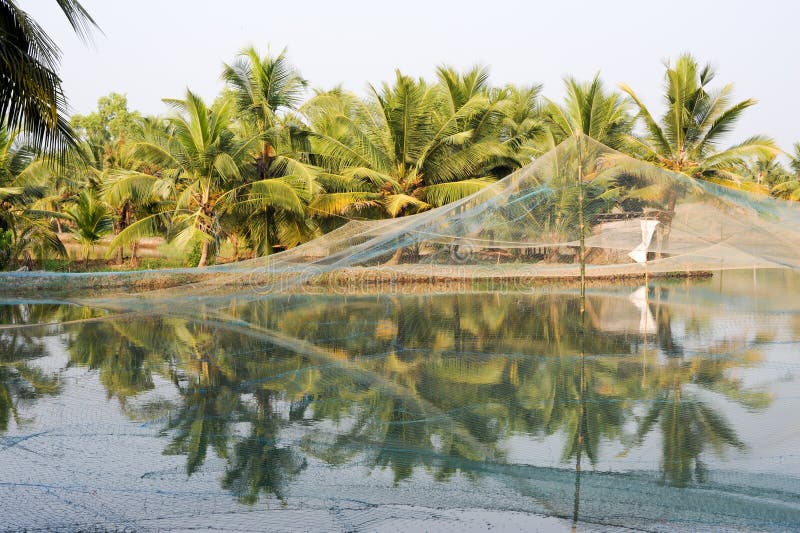 Shrimp Farm on the Backwaters of Kollam Stock Image Image of kottayam