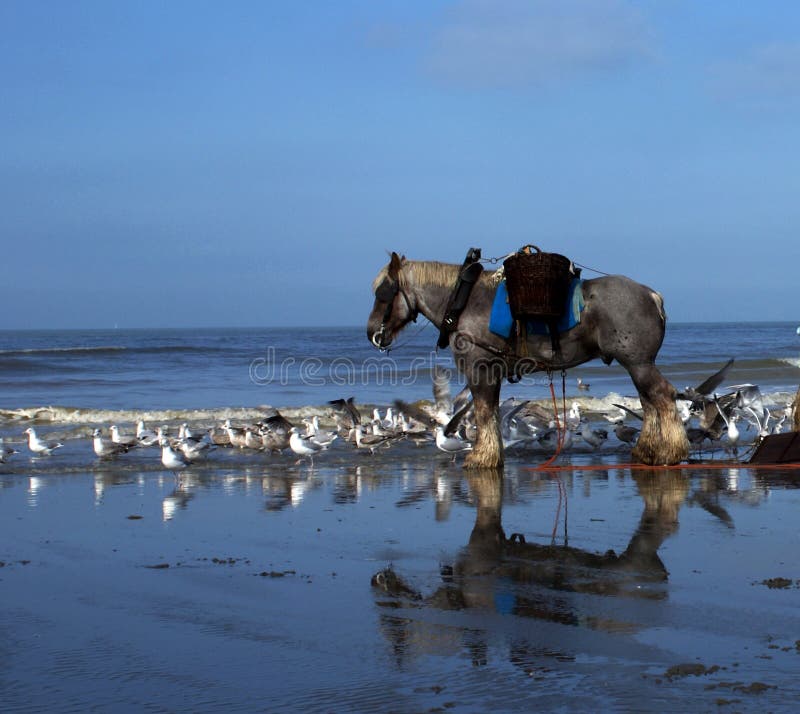 Shrimp fisherman`s horse in Flanders, Belgium