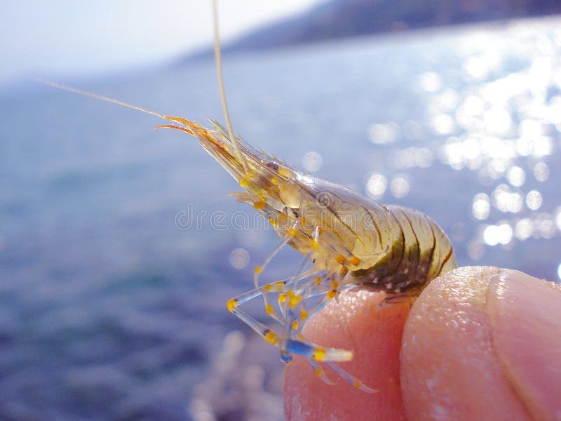 2,976 Live Shrimp Stock Photos - Free & Royalty-Free Stock Photos from  Dreamstime