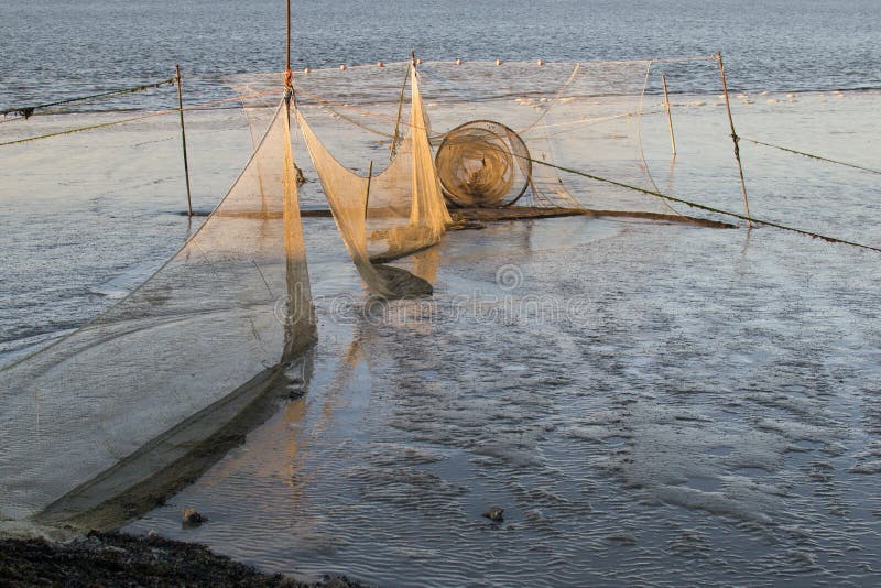 Shrimp nets in Wadden Sea at low tide at sunset