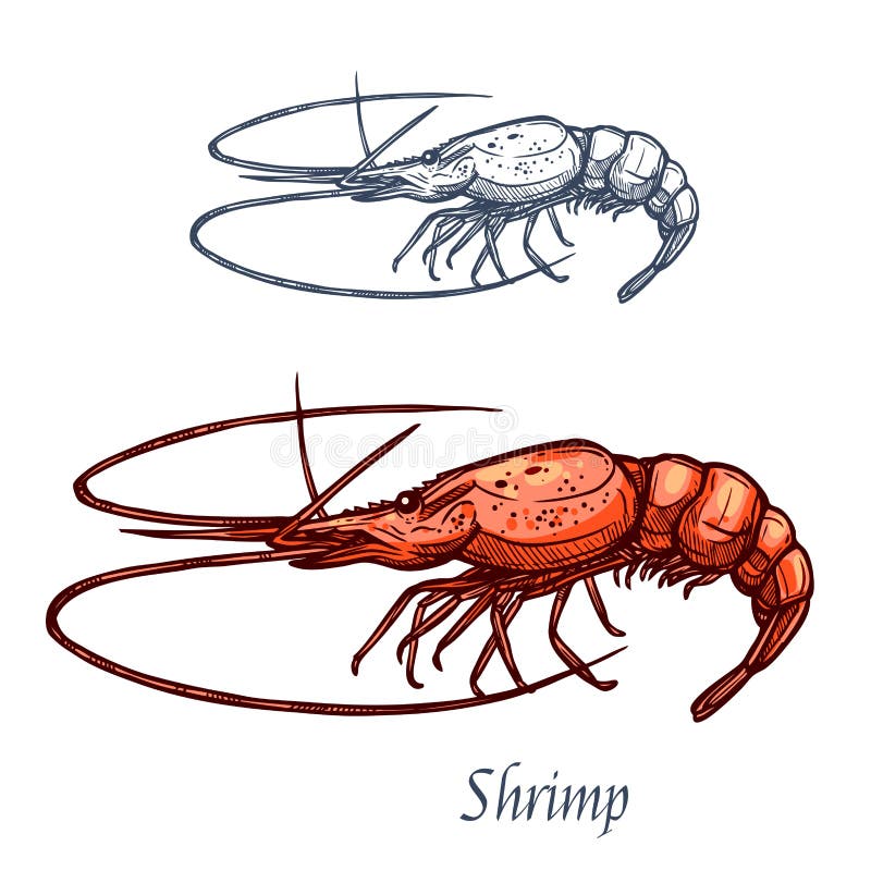 Shrimp prawn seafood vector isolated sketch icon vector illustration Shrimp prawn seafood vector isolated sketch icon vector illustration