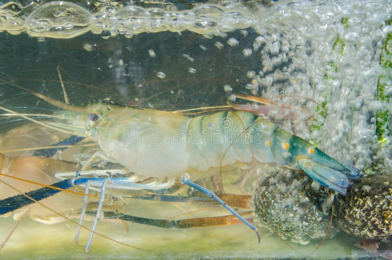 Shrimp river stock image. Image of sweet, food, prawns 34087463