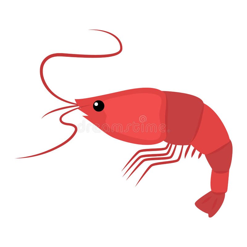 Shrimp vector illustration.