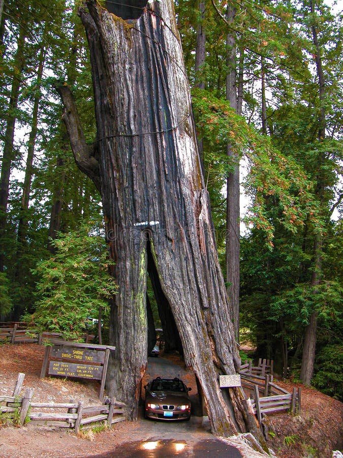 Drive Thru Tree in California Editorial Image - Image of nature 