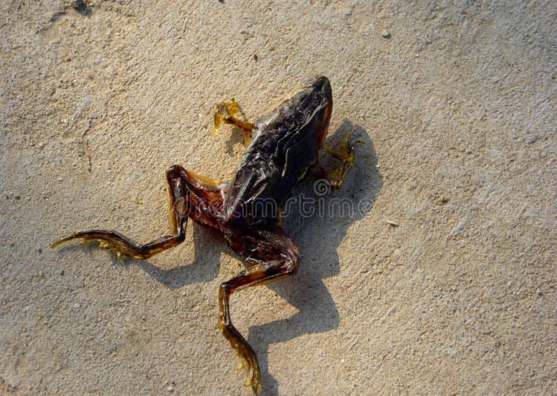 Frog Dead Body Stock Photos - 590 Images