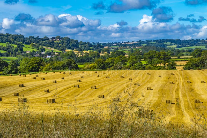 Shropshire-Landseite Goldene Felder des reizenden Rollens der Heuballen und blauer Himmel stockfotografie Shropshire-Landseite Goldene Felder des reizenden Rollens der Heuballen und blauer Himmel stockfotografie