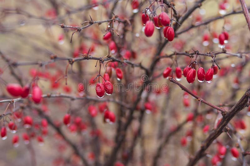 Shrub of Barberry with Ripe Berries Stock Image - Image of fruit ...