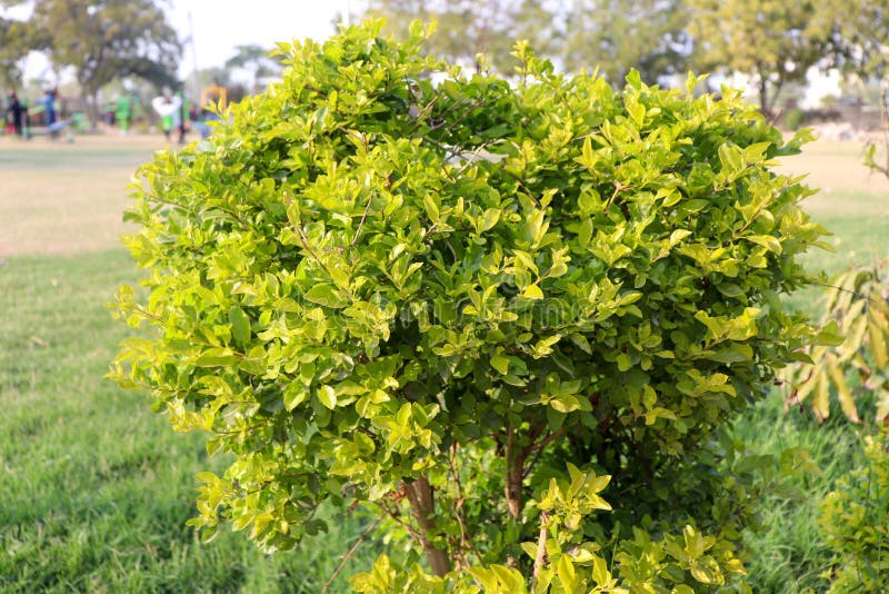 Shrub/bush plant in a park with green leaves.