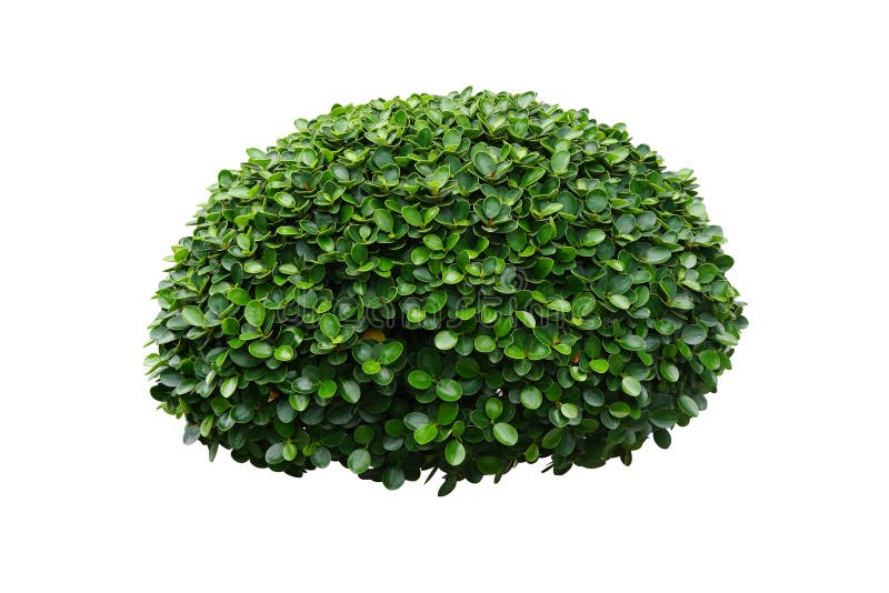 Bush or Shrub Isolated on a White Background for Garden Decoration Concept.  Korean Ficus or Ficus Annulata Stock Photo - Image of annulata, plants:  187087820
