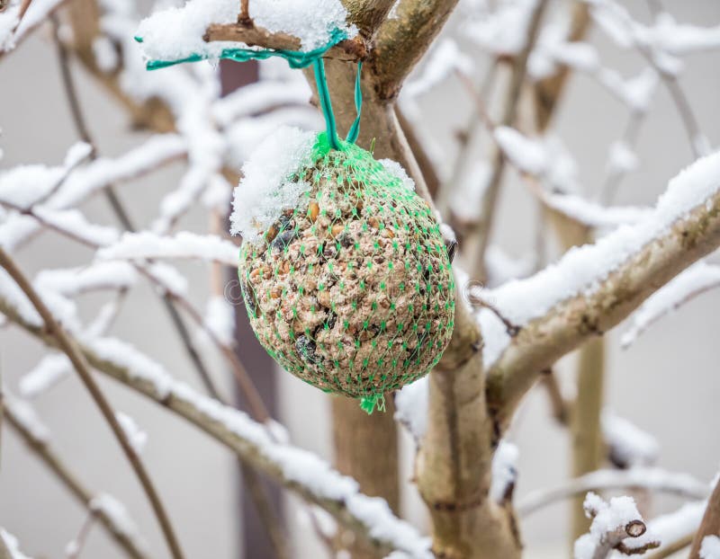 Shrub Covered with Snow and Bird Seed in Winter Stock Photo Image of