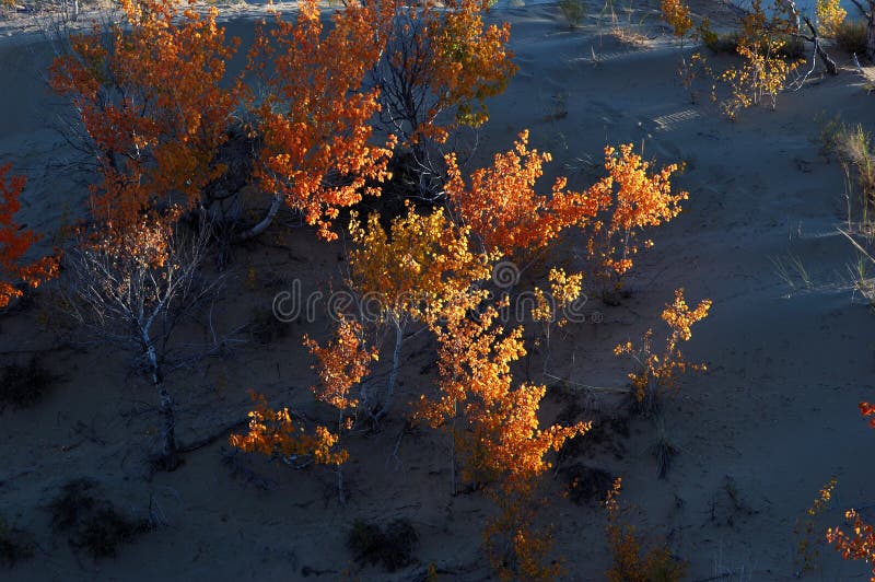 Shrub in Desert