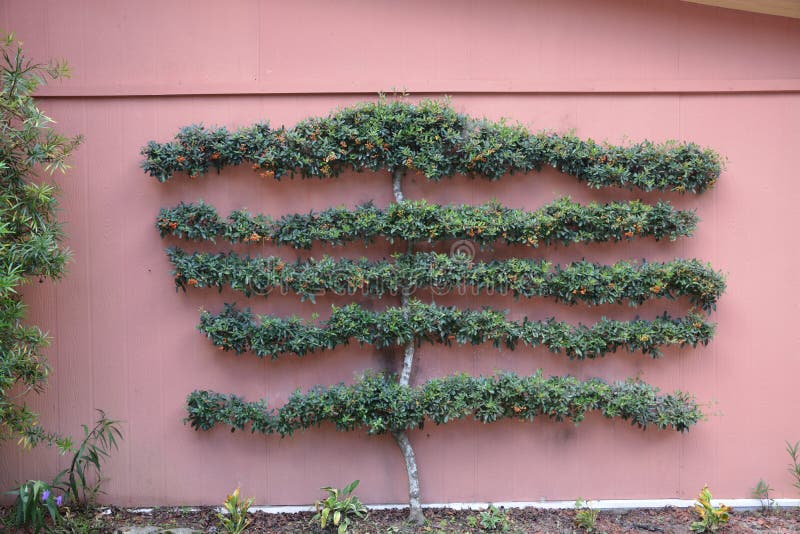 Shrub growing up a wall stock photo. Image of vine, texture 102804950