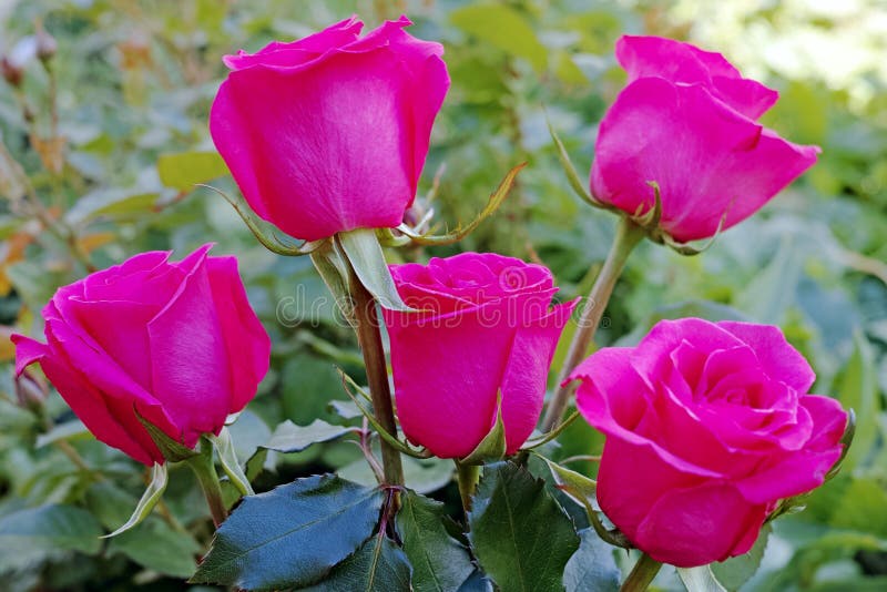 Shrub magenta roses stock image. Image of beautiful 130702225
