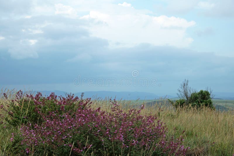 SHRUB WITH PURPLE FLOWERS IN GRASSLAND royalty free stock photography SHRUB WITH PURPLE FLOWERS IN GRASSLAND royalty free stock photography