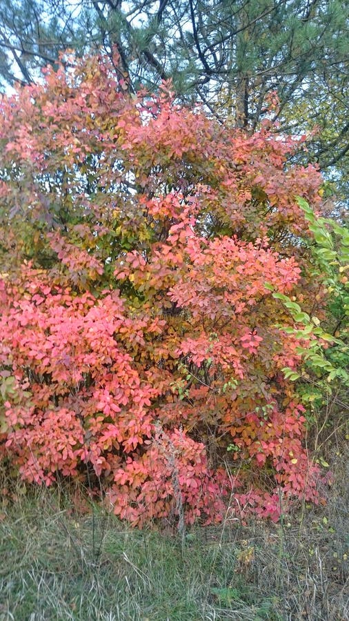 Shrub with Red Yellow Green Leaves in the Forest Stock Image Image of