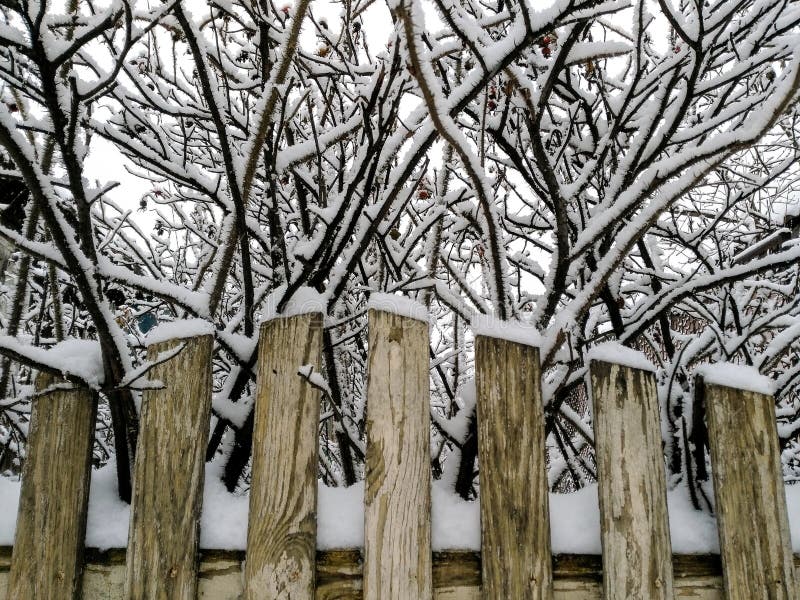 Shrub rose hips in the snow behind a fence stock photography Shrub rose hips in the snow behind a fence stock photography