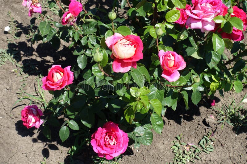 Shrub of Rose with Pink and White Flowers Stock Photo Image of
