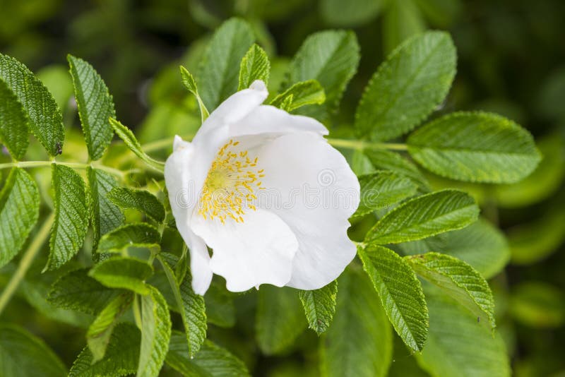 Shrub of Wild Roses in Summer Stock Photo Image of summer, thorns 74682942