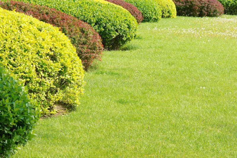 Shrubbery and grassplot stock photo. Image of lawn, wood 24666574