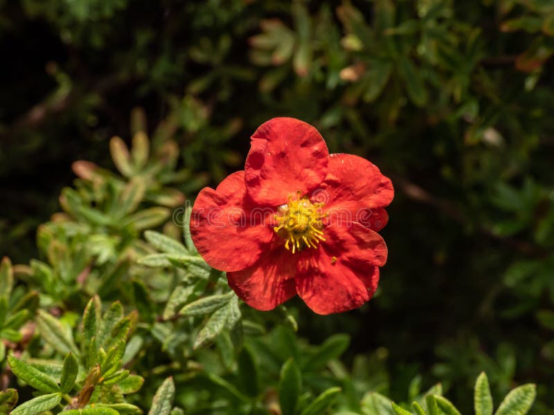 Cinquefoil Red Stock - Free & Royalty-Free Photos from Dreamstime