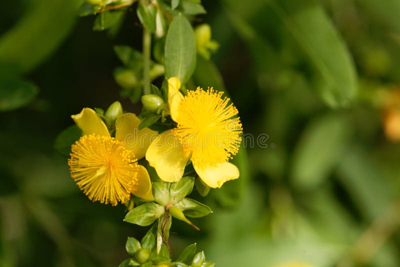 Shrubby st. john s wort Hypericum prolificum