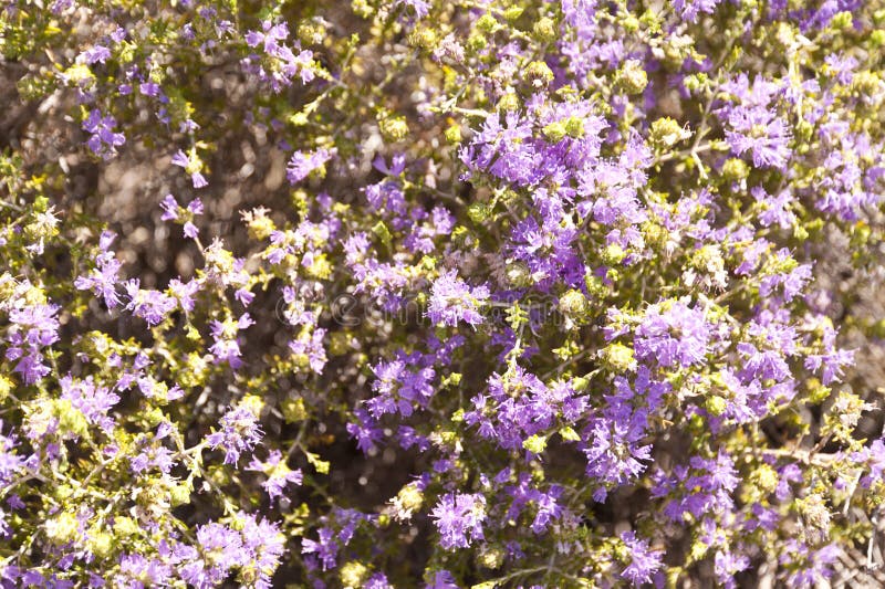Shrubland de Maquis photo libre de droits Shrubland de Maquis photo libre de droits