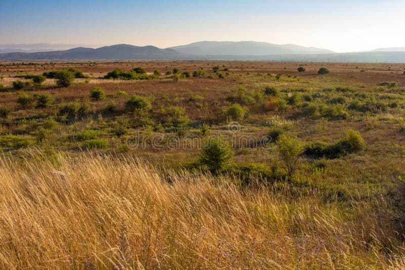 Vegetation of the Mediterranean Coast. Summer Sunny Day of August Stock