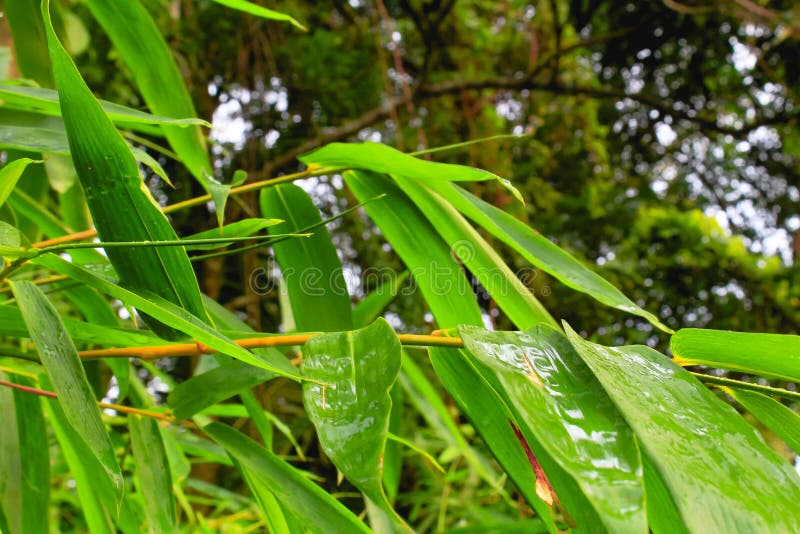 Shrubs of Bamboo Forest Plants Growing in the Wild Stock Photo Image