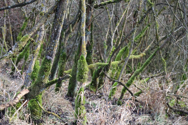 Shrubs with Moss near the Ground stock photo
