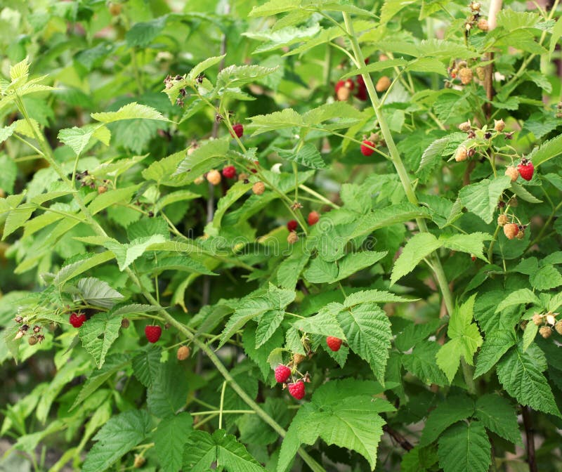 Shrubs of raspberry in the garden. stock photo