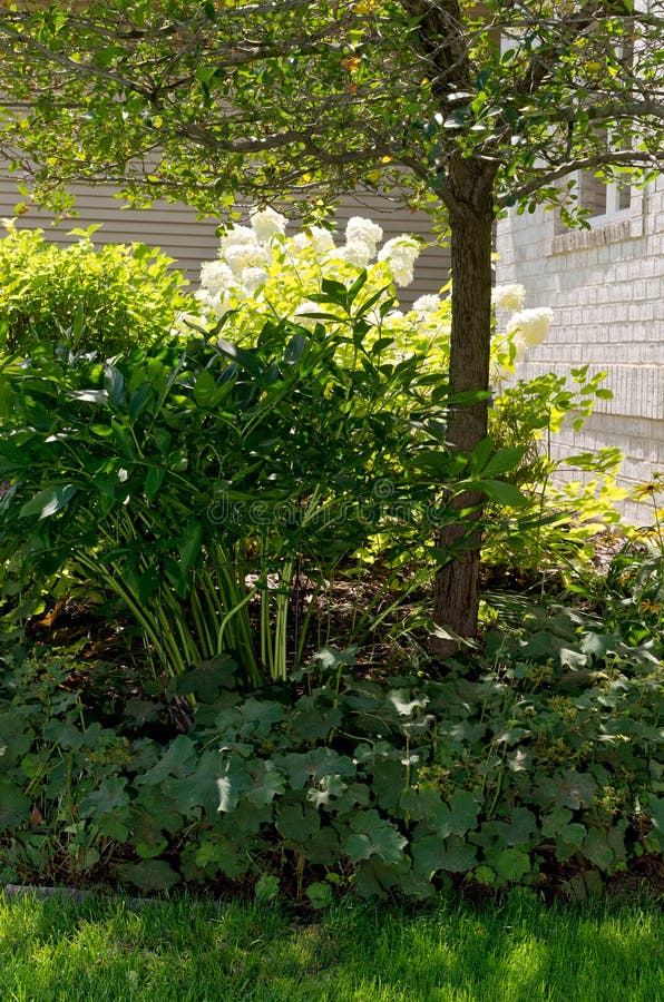 Shrubs and Tree in Front Yard. Front yard landscaped with bushes tree and other plants including hydrangea and heuchera in mixed lighting of summer royalty free stock images Shrubs and Tree in Front Yard. Front yard landscaped with bushes tree and other plants including hydrangea and heuchera in mixed lighting of summer royalty free stock images