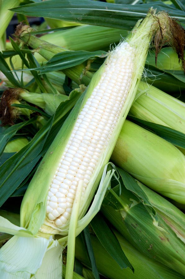 Shucked Corn stock photo. Image of maize, green, ripe - 10390112