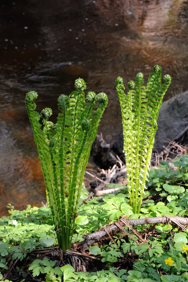 Shuttlecock fern