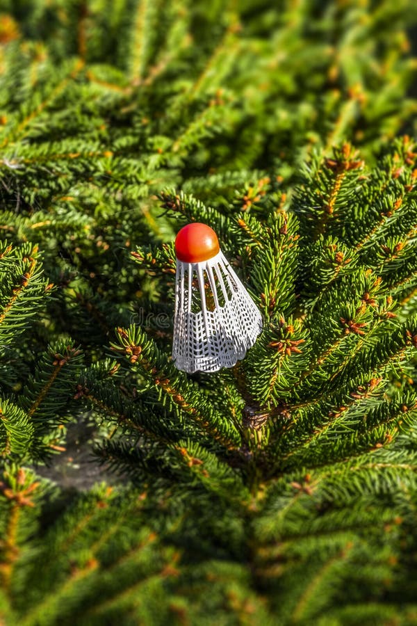 Shuttlecock on a tree royalty free stock photo