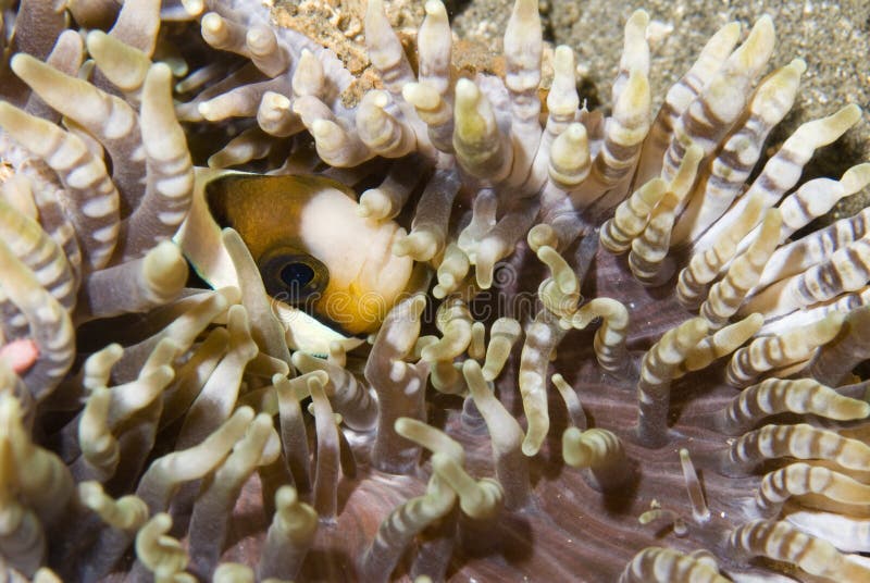 Shy anemone fish stock photos