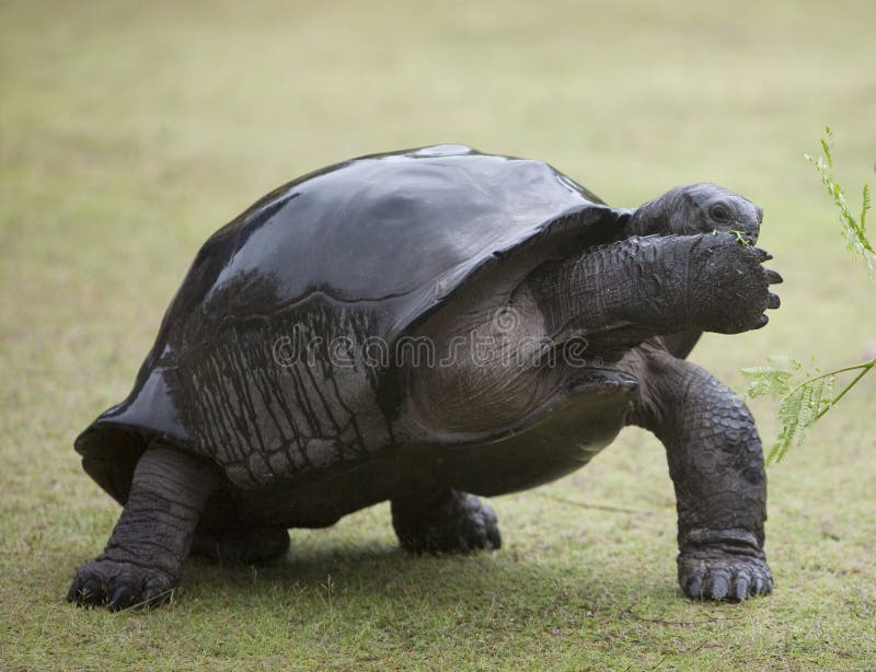 Shy big turtle covering its snout with paw