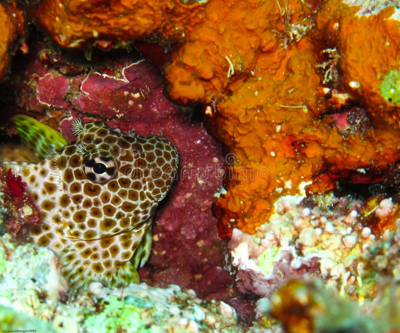 A shy Leopard Blenny hidding in the reef. A shy Leopard Blenny hidding in the reef.