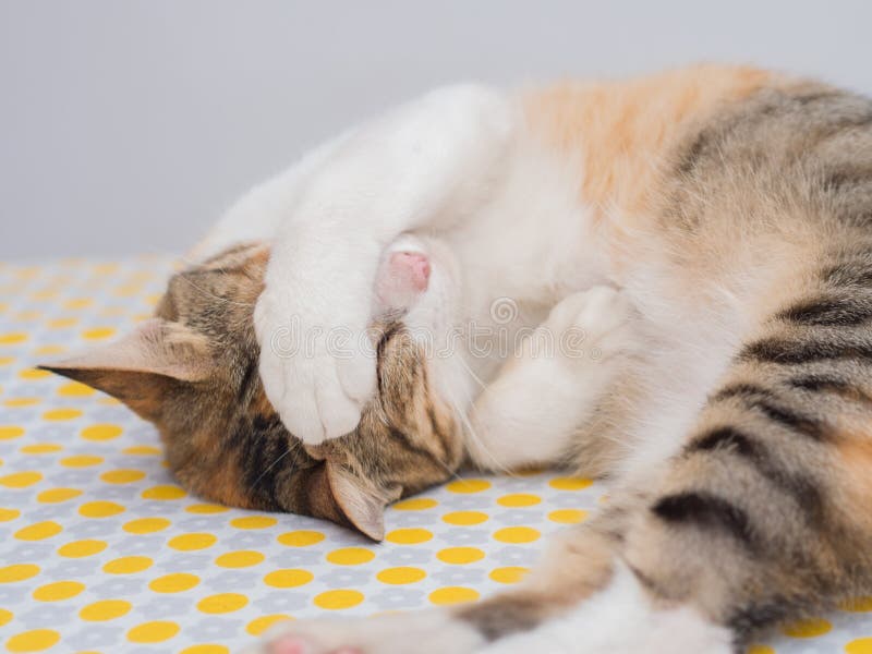 Shy Cat on Bed stock image. Image of leisure, curious 96813567
