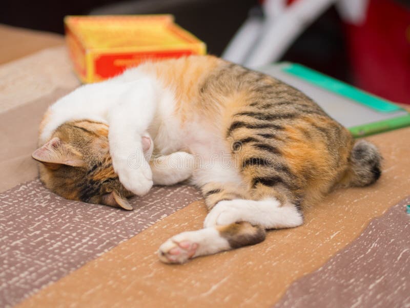 Shy Cat on Bed stock image. Image of activity, sleepy 96822157