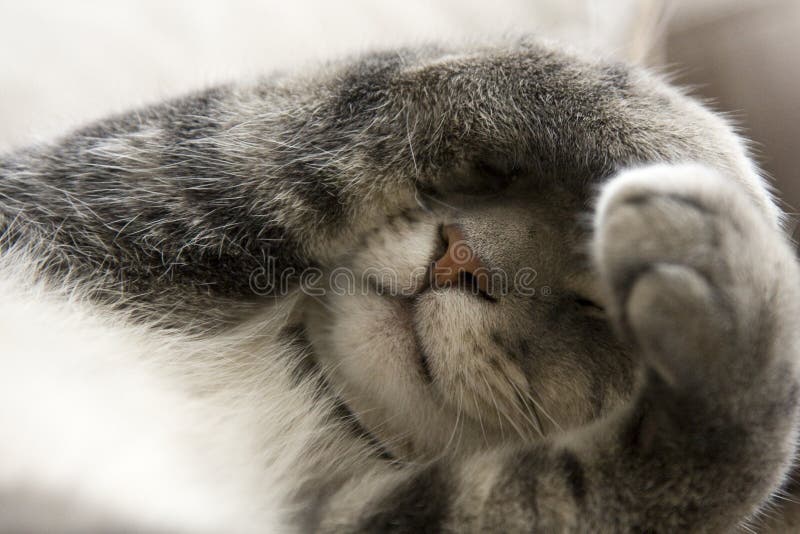 Shy Cat with Paws over Face